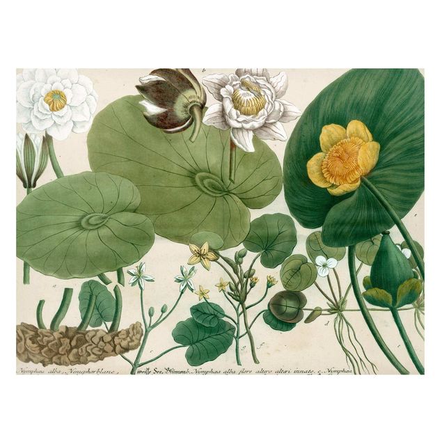 Bilder Vintage Illustration Weiße Wasserlilie