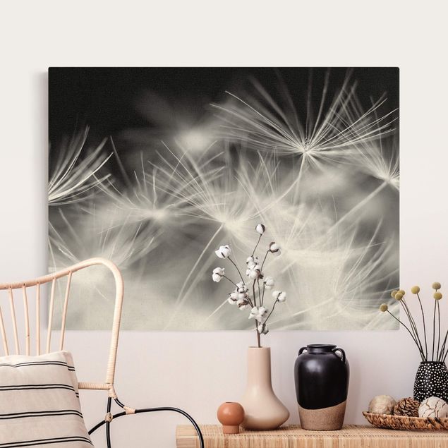 schöne Bilder Bewegte Pusteblumen Nahaufnahme auf schwarzem Hintergrund