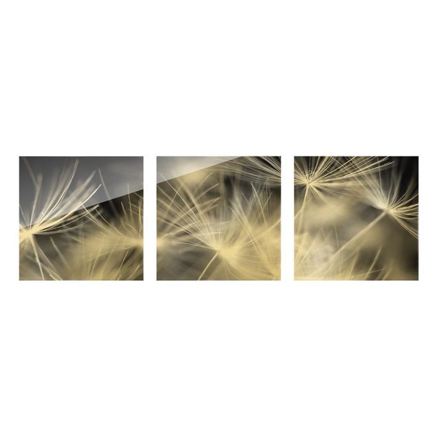 Bilder auf Glas Bewegte Pusteblumen Nahaufnahme auf schwarzem Hintergrund