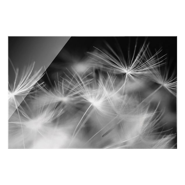 Bilder auf Glas Bewegte Pusteblumen Nahaufnahme auf schwarzem Hintergrund