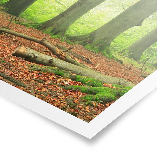 Poster kaufen Mighty Beech Trees