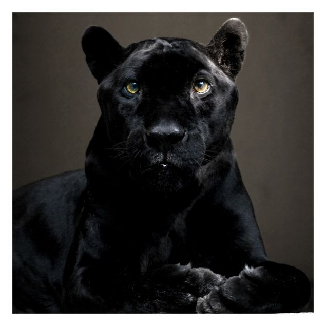 Fototapete - Black Puma