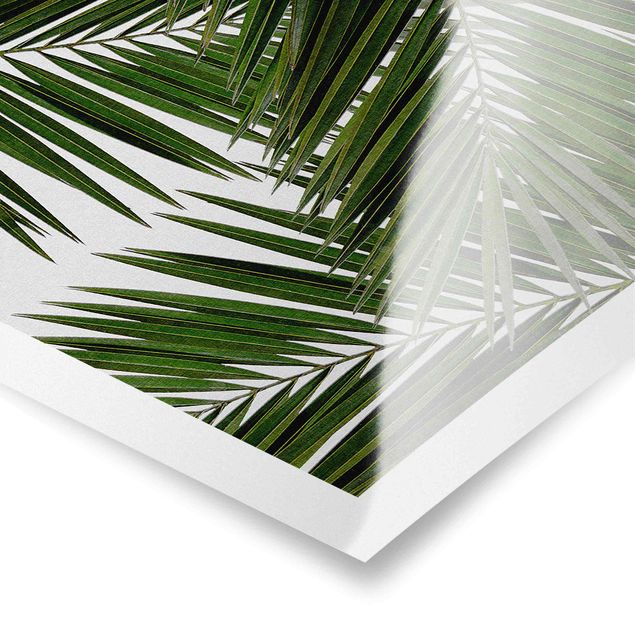 Poster - Blick durch grüne Palmenblätter - Quadrat 1:1