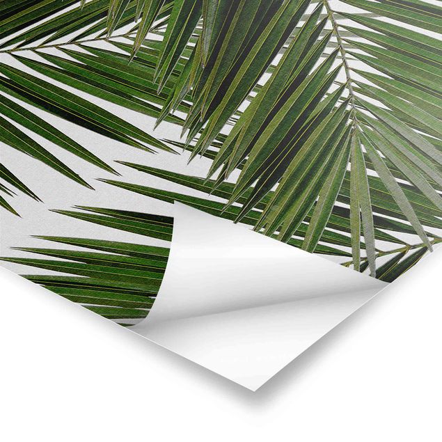 Poster - Blick durch grüne Palmenblätter - Quadrat 1:1