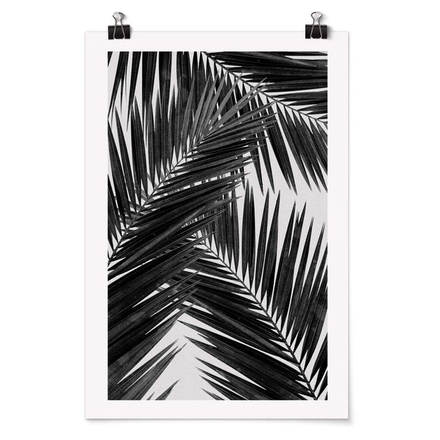 Bilder Blick durch Palmenblätter schwarz weiß