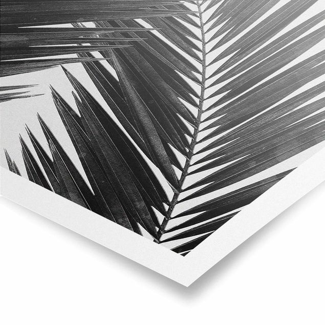 Poster Blick durch Palmenblätter schwarz weiß