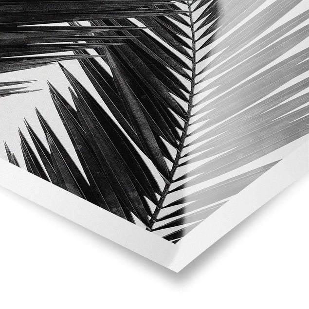 Poster - Blick durch Palmenblätter schwarz weiß - Hochformat 2:3