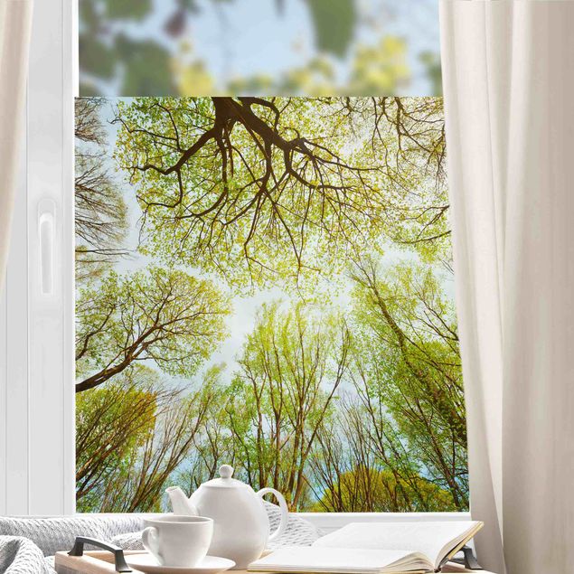 Klebefolie für Fenster Blick in Baumkronen
