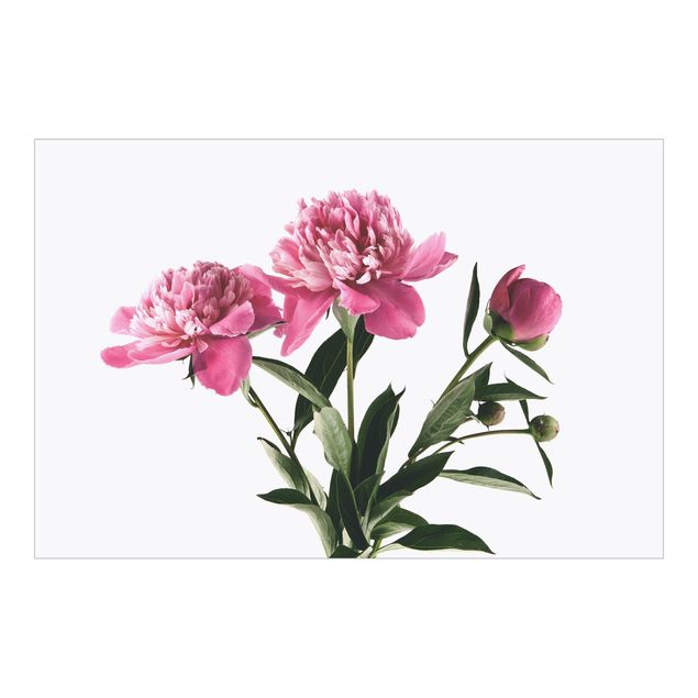 Fototapete - Blüten und Knospen Pink auf Weiß - Querformat
