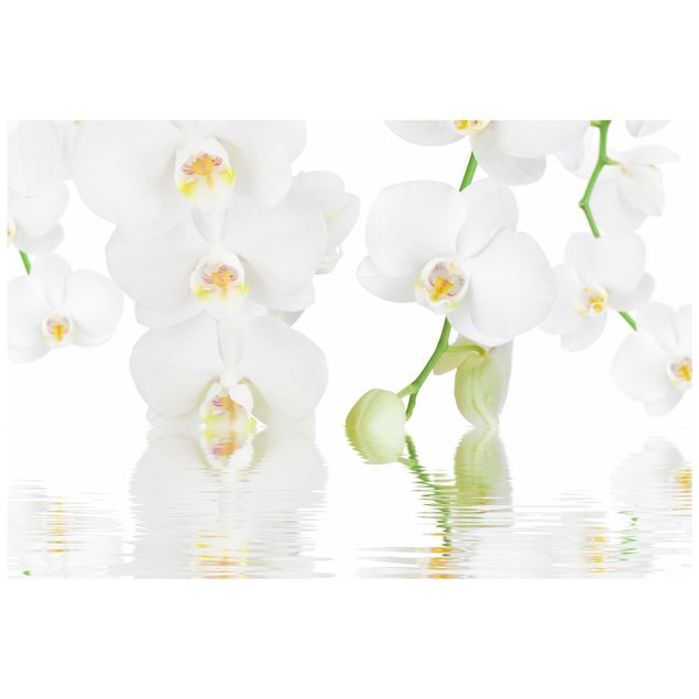 Fensterfolie Motiv Blumen Wellness Orchidee - Weiße Orchidee