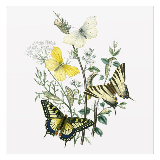 Fensterbilder Folie Britische Schmetterlinge III