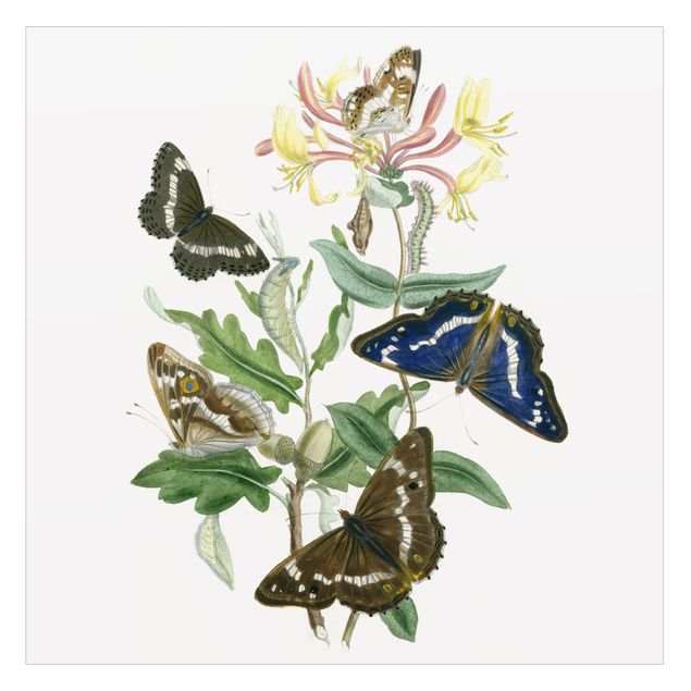 Fensterbilder Britische Schmetterlinge IV