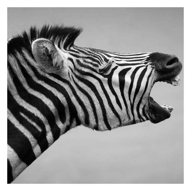 Fototapete - Brüllendes Zebra II