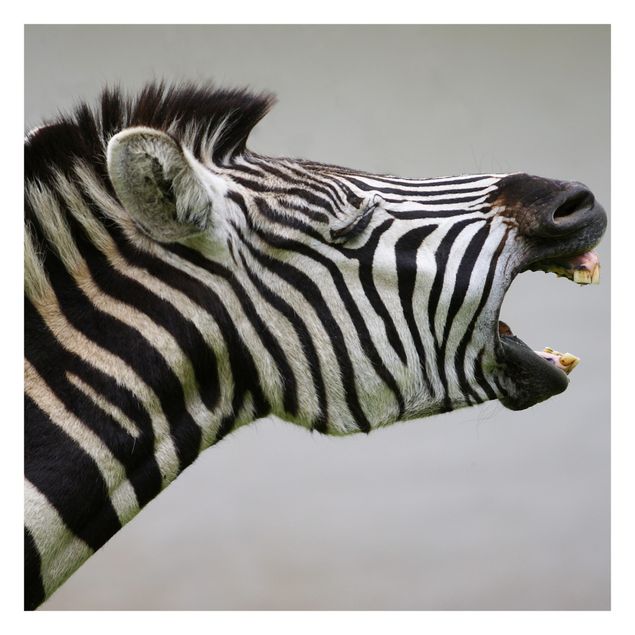 Fototapete - Brüllendes Zebra