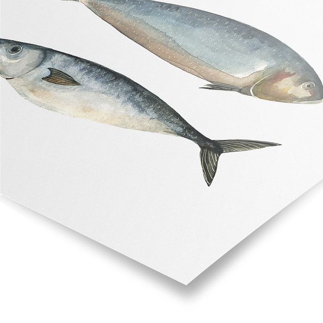 Poster kaufen Vier Fische in Aquarell II
