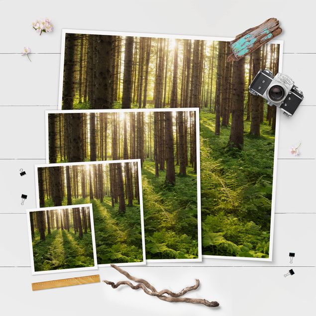 Poster - Sonnenstrahlen in grünem Wald - Quadrat 1:1