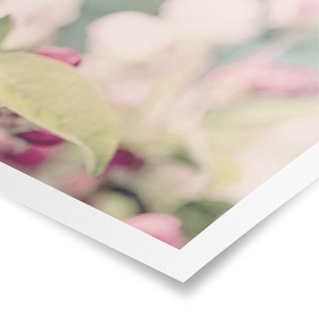 Poster bestellen Apfelblüte Bokeh rosa