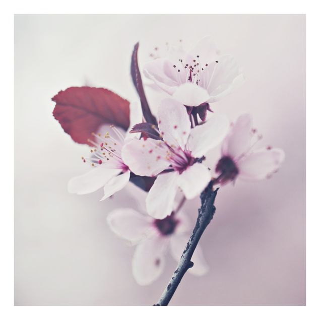 Küchenspritzschutz Kirschblütenzweig Altrosa