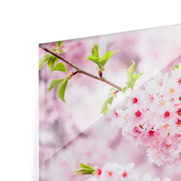 Spritzschutz Glas - Japanische Kirschblüten - Querformat 3:2