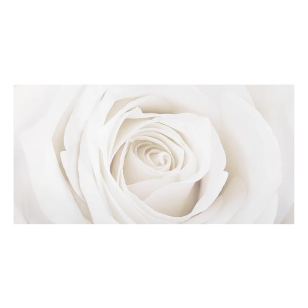 Spritzschutz Glas - Pretty White Rose - Querformat - 2:1