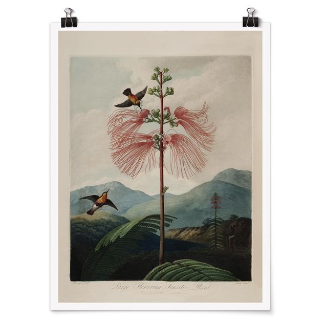Bilder Botanik Vintage Illustration Blüte und Kolibri
