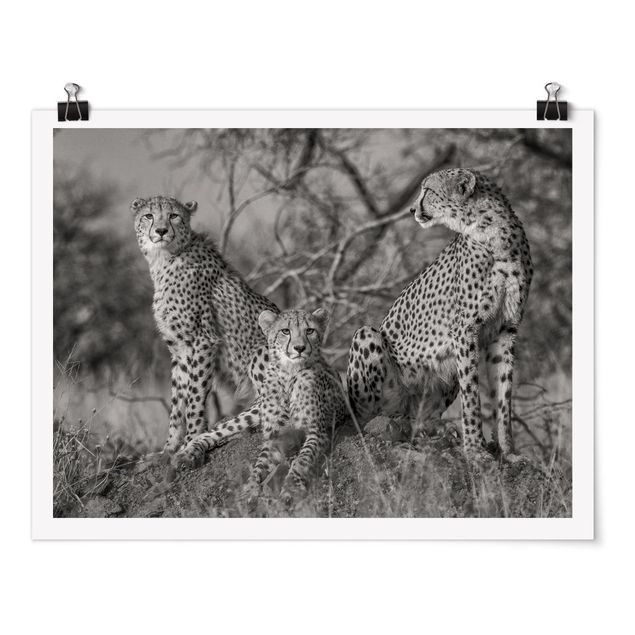 Wandbilder Drei Geparden