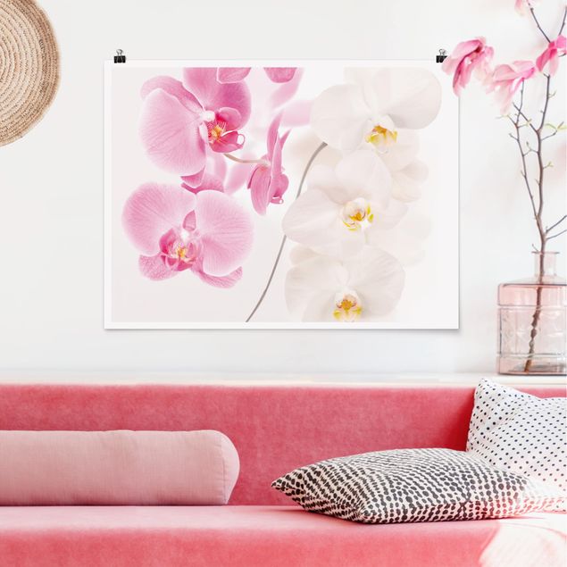 Riesenposter XXL Delicate Orchids
