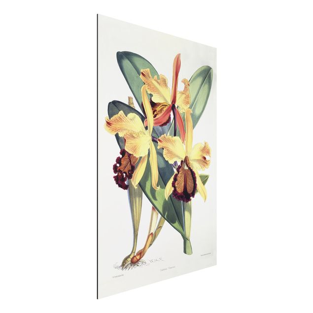 Wandbilder Walter Hood Fitch - Orchidee