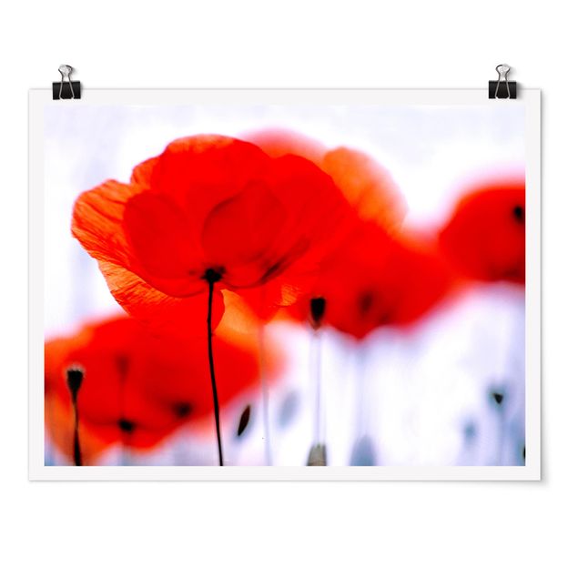 Moderne Poster Magic Poppies
