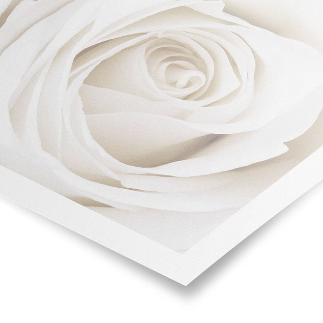 Poster - Pretty White Rose - Quadrat 1:1
