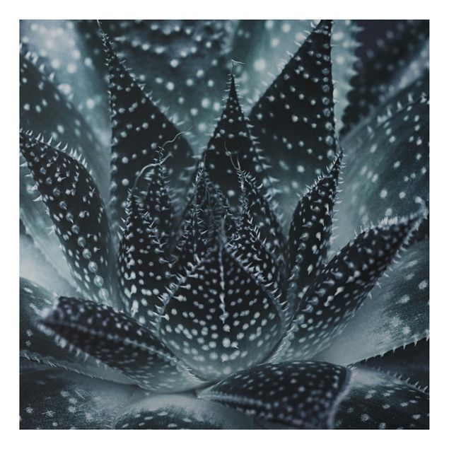 Alu-Dibond - Kaktus mit Sternpunkten bei Nacht - Quadrat