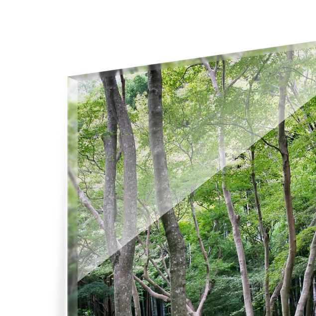 Glas Spritzschutz - Growing Trees - Quadrat - 1:1
