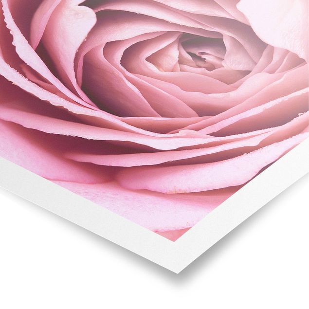 Poster bestellen Rosa Rosenblüte