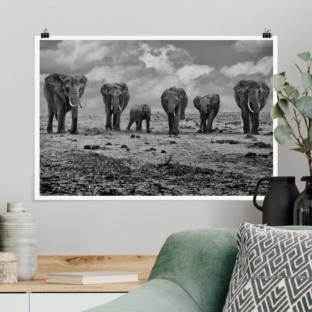 Poster Elefanten Großfamilie