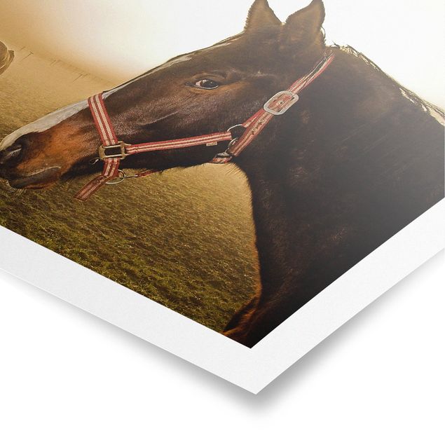 Poster - Early Horse - Quadrat 1:1