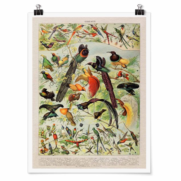 Wandbilder Vintage Lehrtafel Paradiesvögel