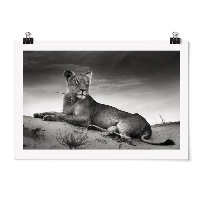 Poster Tiere Resting Lion