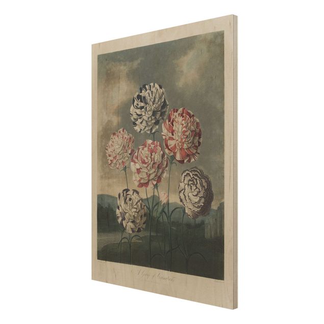 Bilder auf Holz Botanik Vintage Illustration Blaue und rote Nelken