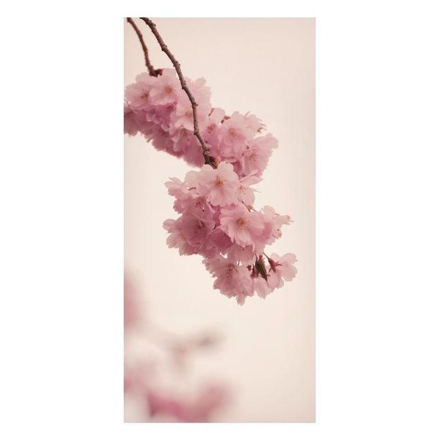 Magnettafel - Zartrosane Frühlingsblüte mit Bokeh - Panorama Hochformat