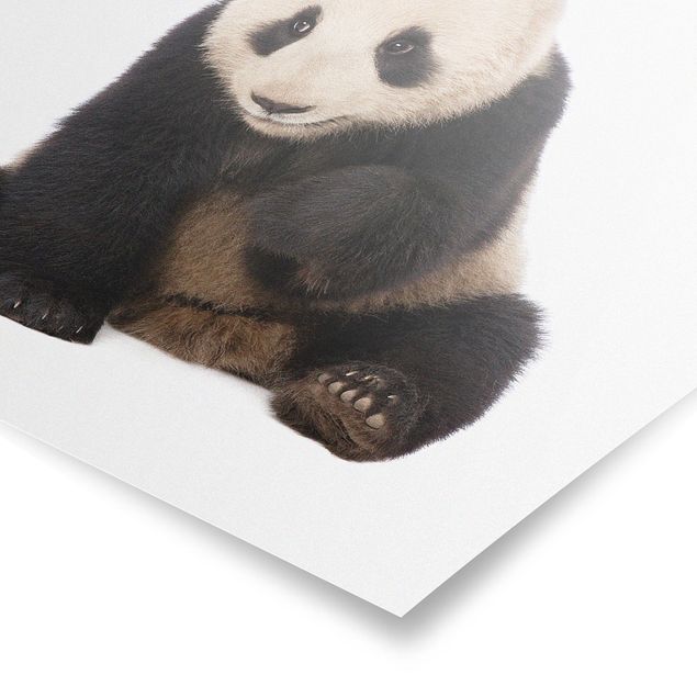 Wandbilder Panda Tatzen