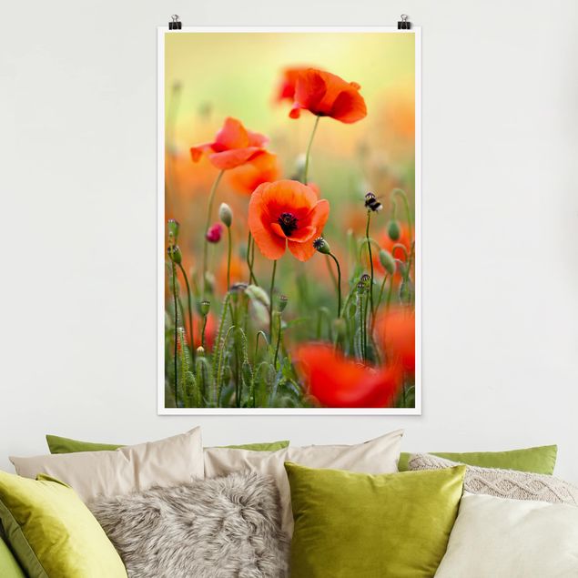 Poster Mohnblumen Roter Sommermohn