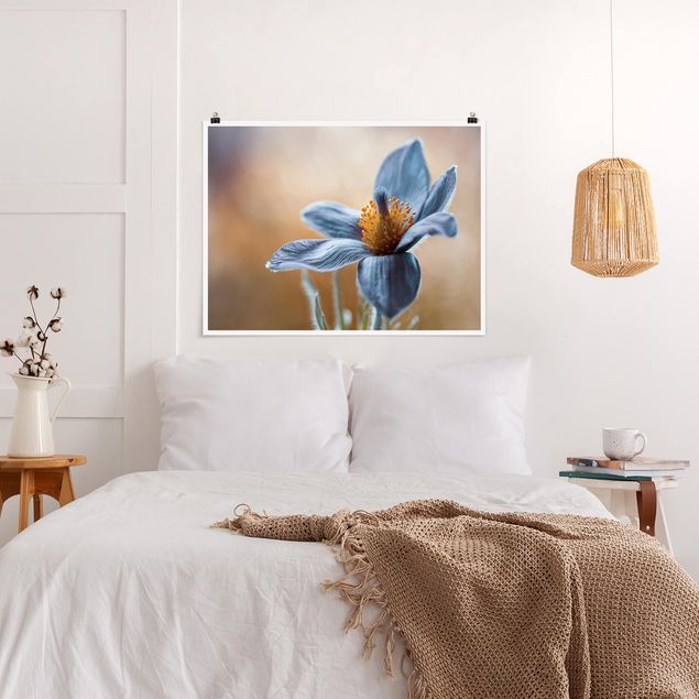 Poster mit Blumen Kuhschelle in Blau