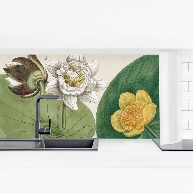 Küchenrückwand selbstklebend Vintage Illustration Weiße Wasserlilie