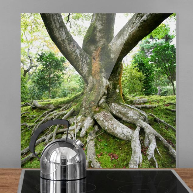 Glasrückwand Küche Wald Alter Baum