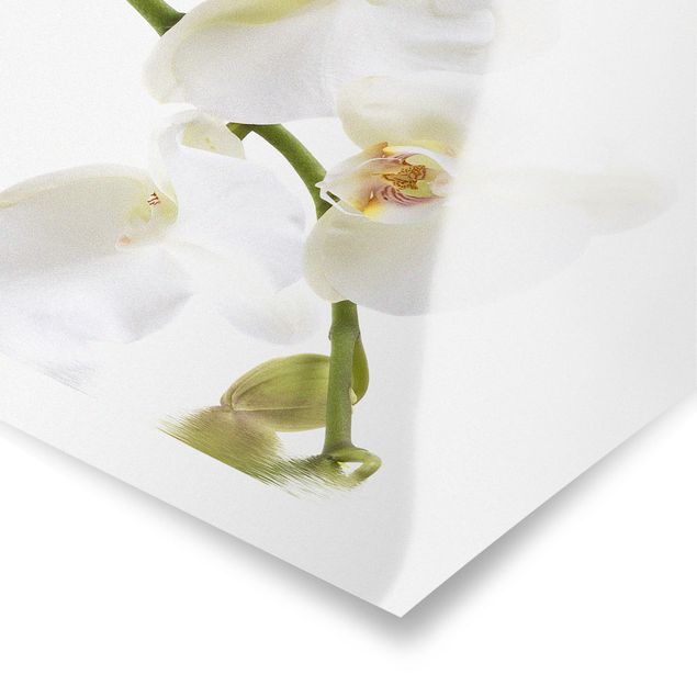 Poster - White Orchid Waters - Quadrat 1:1