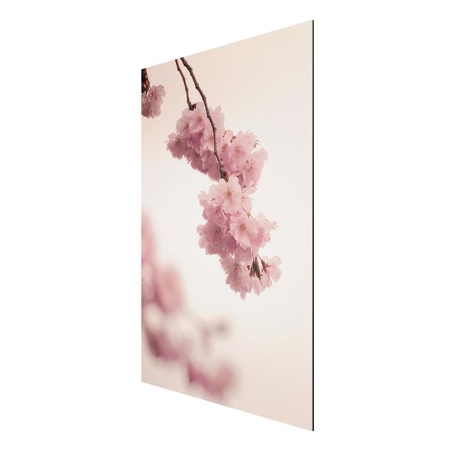 Alu-Dibond - Zartrosane Frühlingsblüte mit Bokeh - Querformat