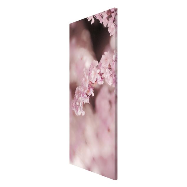 Magnettafel - Kirschblüte im Violetten Licht - Panorama Hochformat