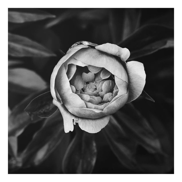 Glas Spritzschutz - Pfingstrosenblüte vor Blättern Schwarz Weiß - Quadrat - 1:1