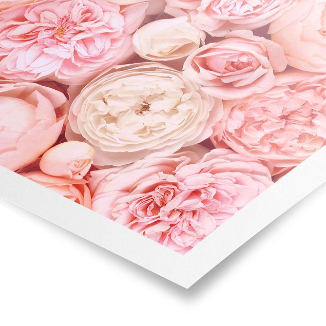 Poster bestellen Rosen Rosé Koralle Shabby