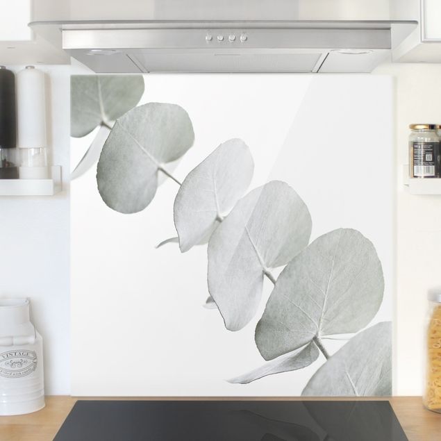 Glasrückwand Küche Blumen Eukalyptuszweig im Weißen Licht